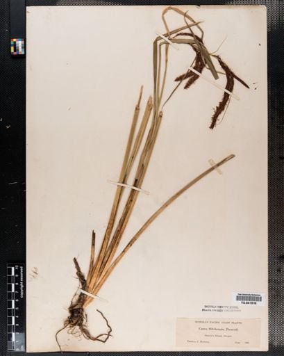 Carex