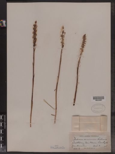 Ibidium cernuum