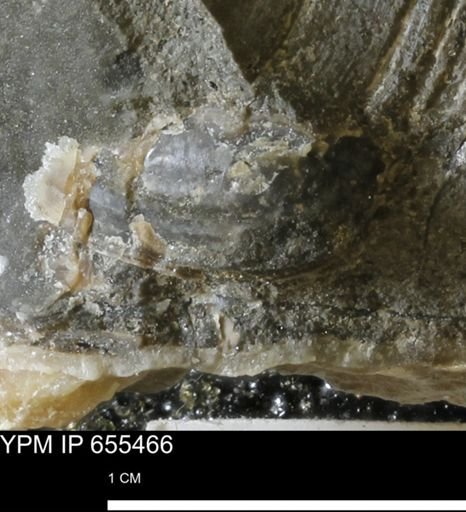 Mollusca