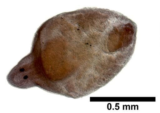 Plagiostomum