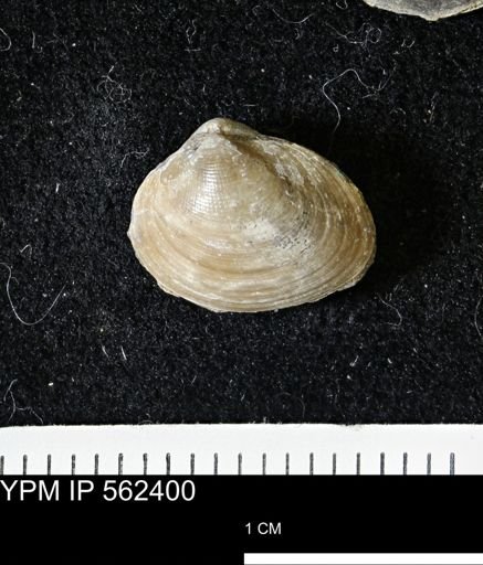 Limopsis striatopunctatus