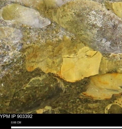 undet. Mollusca