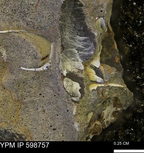undet. Mollusca