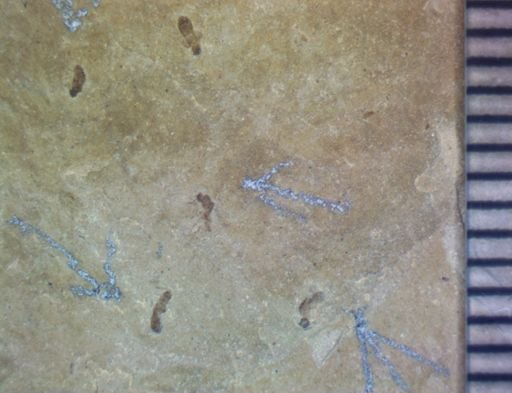 undet. Diptera