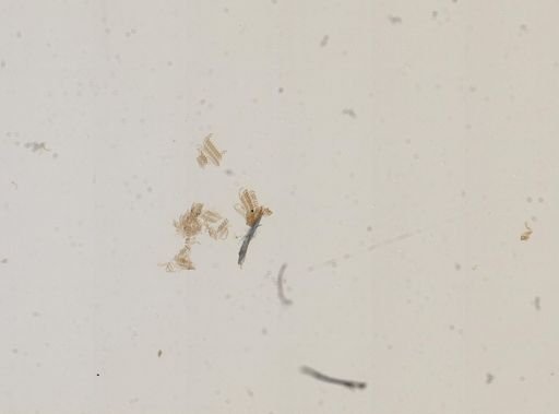 Amnicola porata