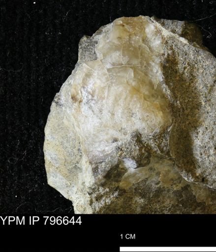 Mollusca