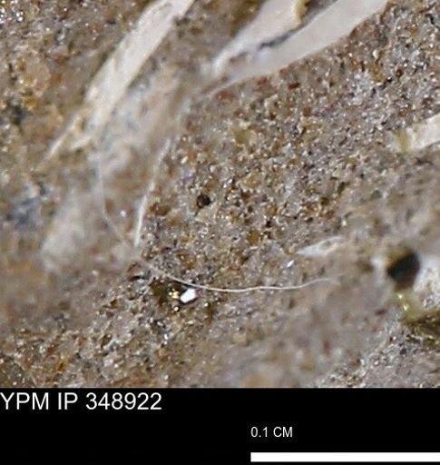undet. Mollusca