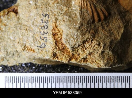 undet. Stelleroidea