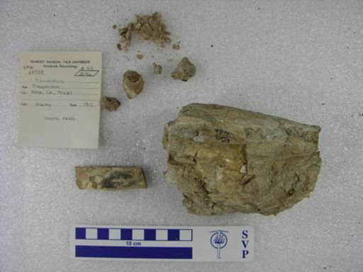 Mammuthus columbi