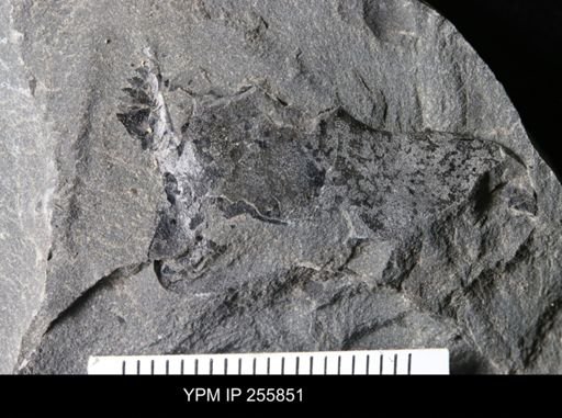 Eurypterida