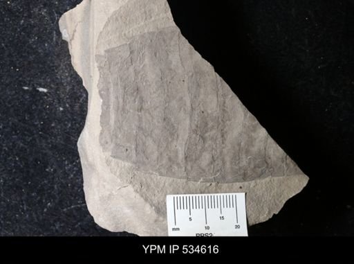 undet. Eurypterida