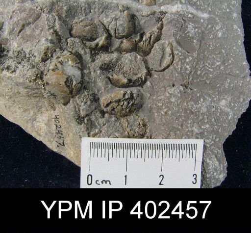 Finkelnburgia sp.