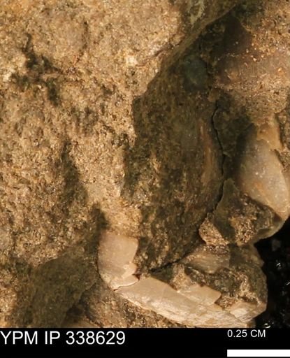 undet. Mollusca