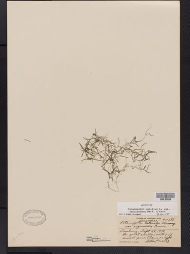 Potamogeton pusillus var. tenuifolius