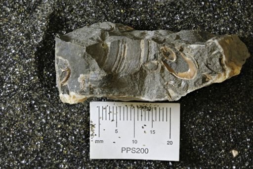 Cerithioidea