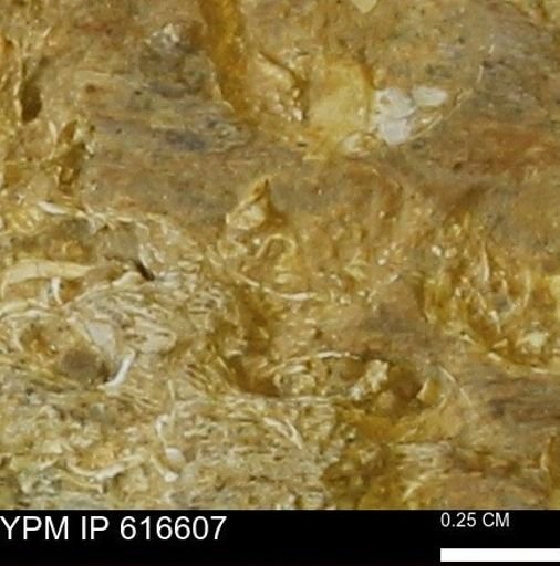 Teredo sp.