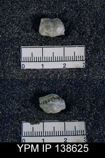 Marginifera asperulus