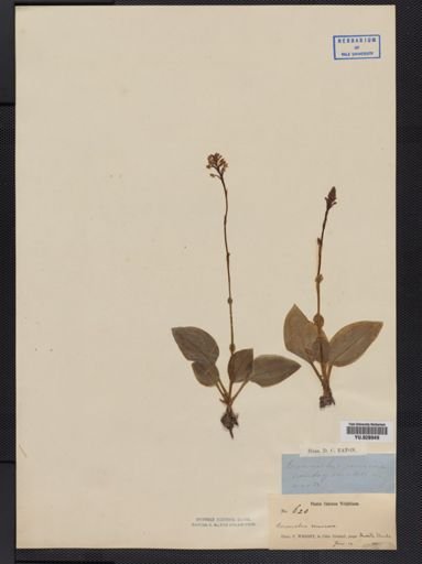 Cranichis