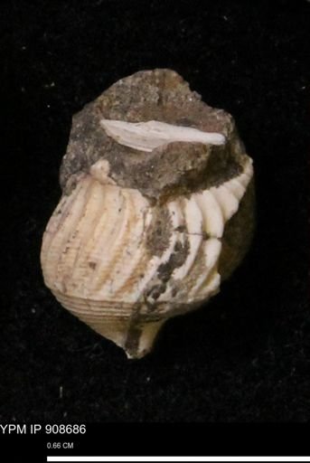 undet. Turritellidae