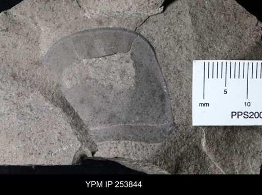Eurypterus remipes remipes