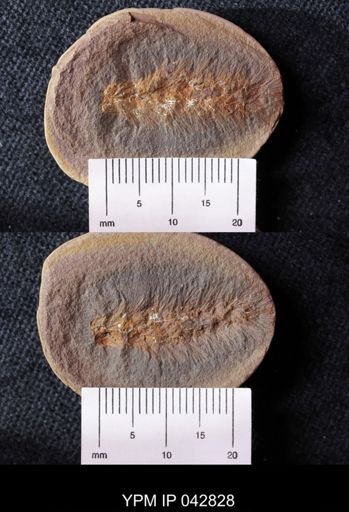 Palaeocampa anthrax