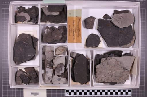 mixed taxa, stratigraphic collection