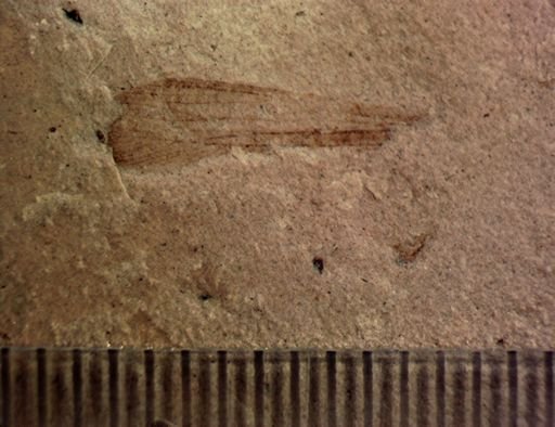 undet. Orthoptera