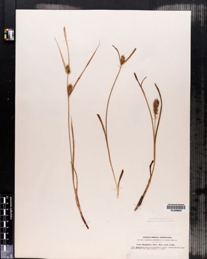 Carex houghtonii