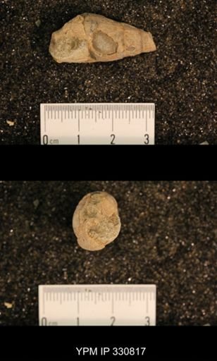 Meekospira peracuta choctawensis
