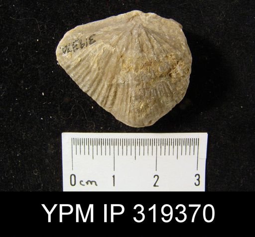Spirifer cameratus