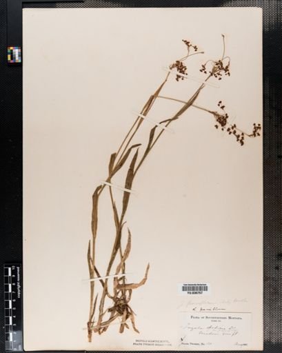Luzula parviflora