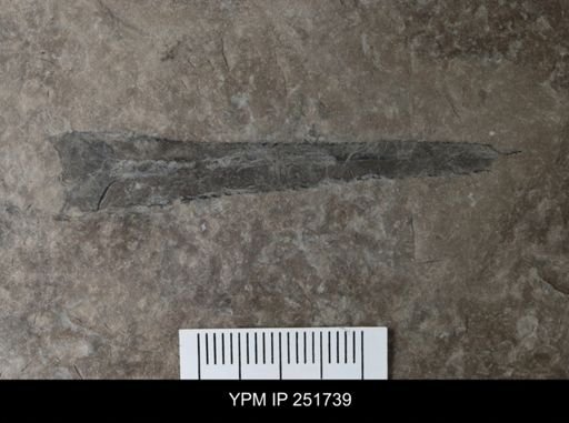 undet. Eurypterida