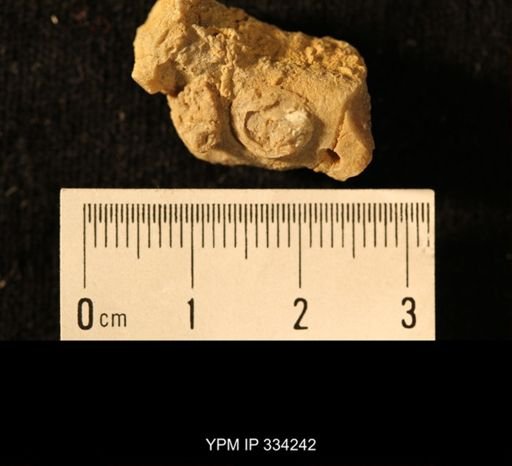 Agelacrinites