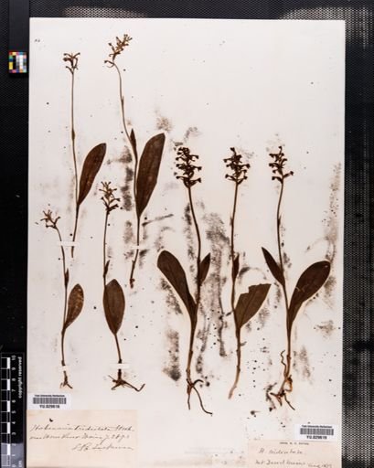 Habenaria clavellata