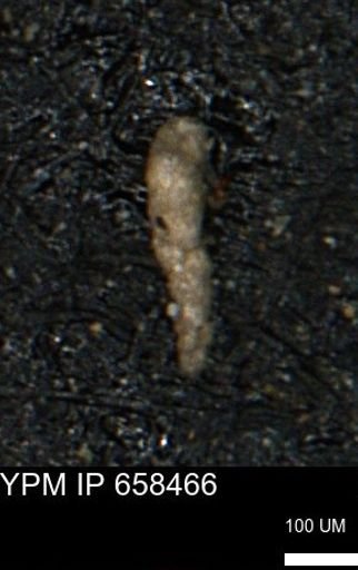 Verneuilinoides kansasensis