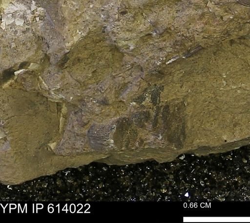 undet. Mollusca