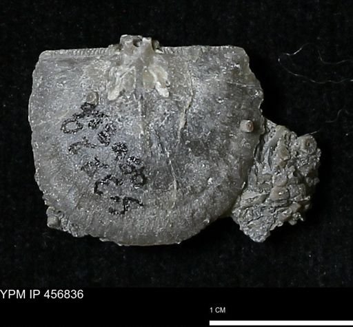 Stropheodonta sp.