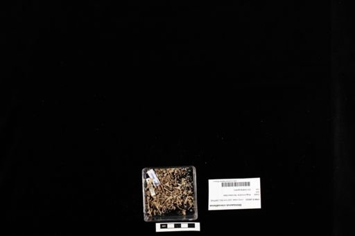 Shinisaurus crocodilurus