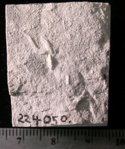 Antiquaster sp.