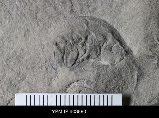 undet. Arthropoda