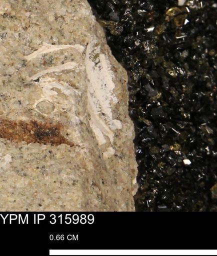 undet. Mollusca