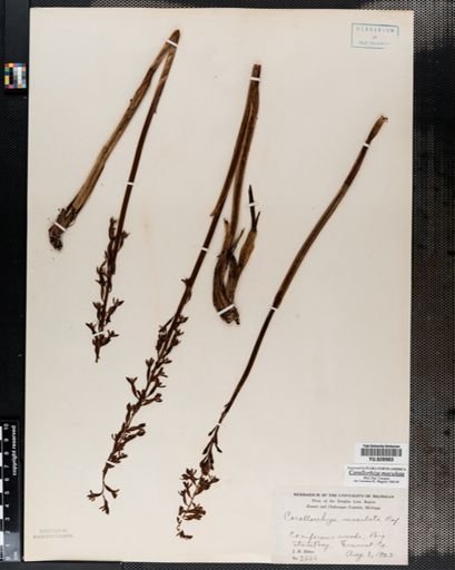 Corallorrhiza