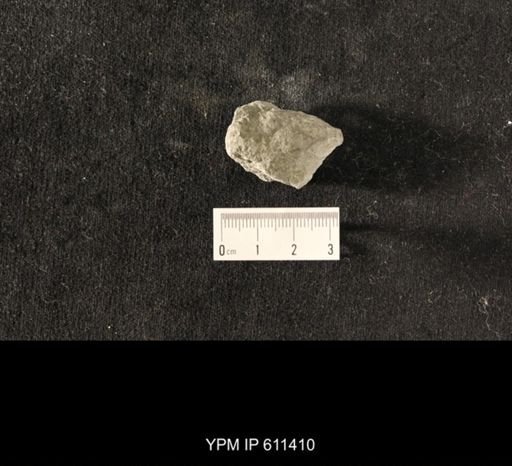 Glyptocrinus subglobosus