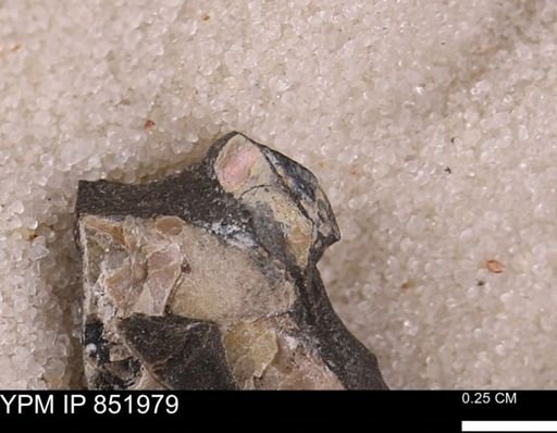 undet. Bivalvia