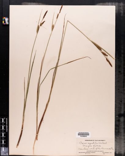 Carex aquatilis