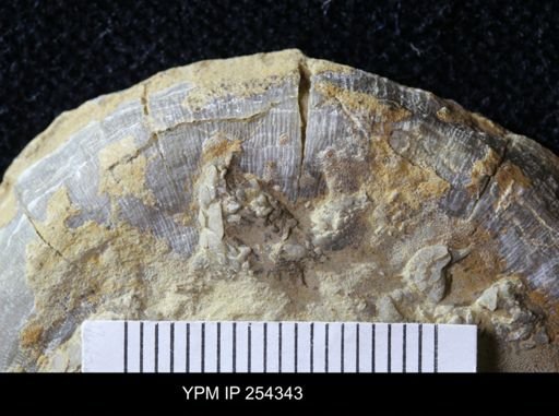 Edrioasteroidea