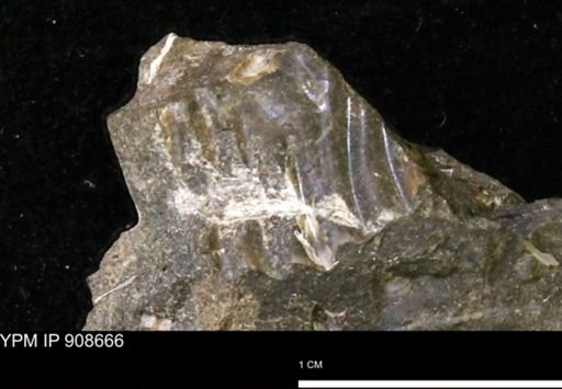 undet. Mollusca