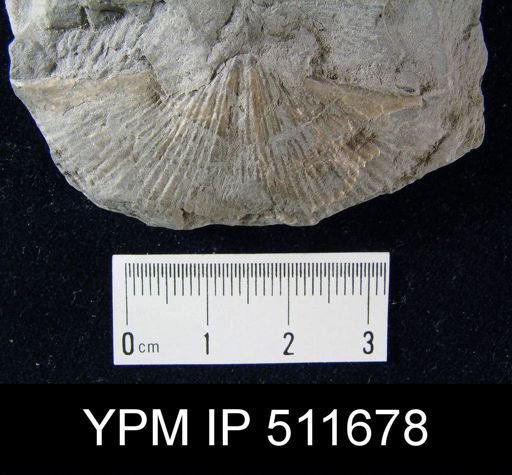 Spirifer subaequalis