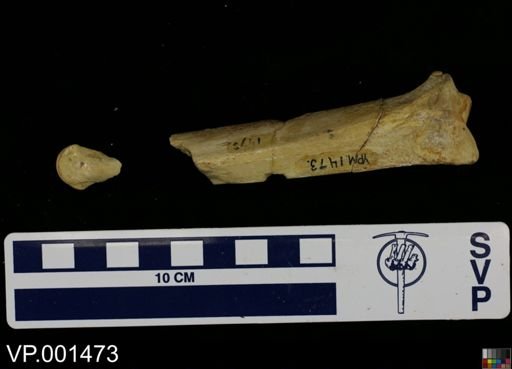Hesperornis gracilis