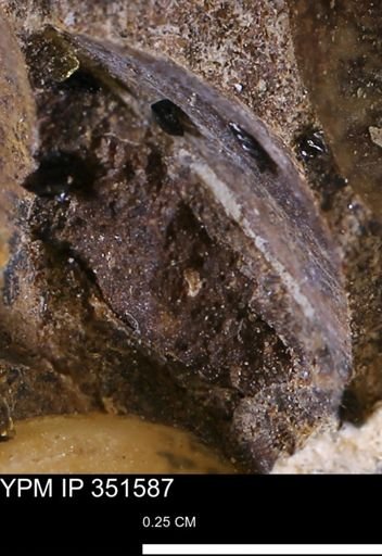 Limopsis striatopunctatus